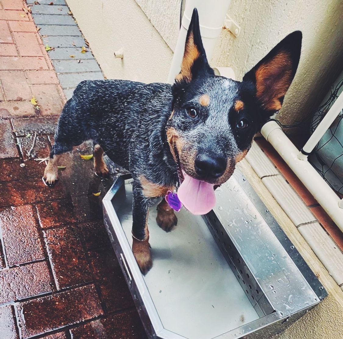 DkStainless's tweet photo. Diving into the weekend like this doggo 🐶 https://t.co/X09sYz23EM