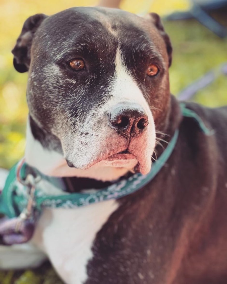 Kamenetzky Brothers tweet media