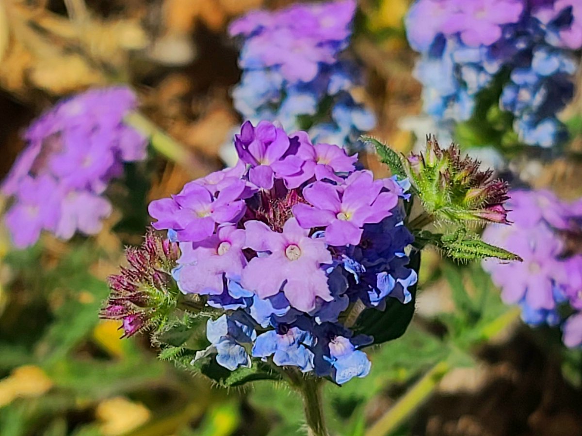 DRIScience's tweet photo. Happy Friday! Enjoy these beautiful pictures of the wildflowers in #LovellCanyon that are still blooming due to the extra rainfall. Thank you to Jesse in our #AtmosphericSciences division for sharing these while working #InTheField. #FridayFun #FloraandFauna #SpringMountains https://t.co/z8spX4m6bE