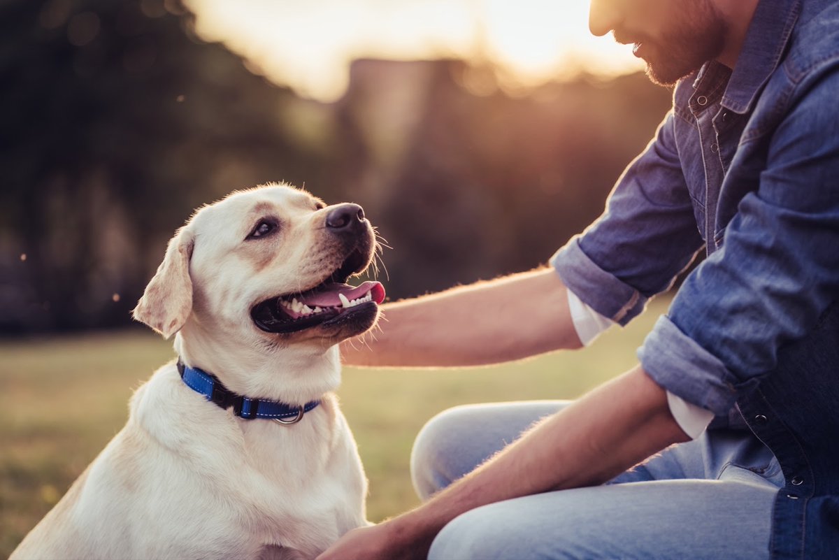 OutbackRvResort's tweet photo. Explore the beauty of fall with your furry companion by your side. We welcome pets with open arms, ensuring the entire family can enjoy the adventure. 🐶 Reserve a spot today! https://t.co/VIItZ7GnX3 https://t.co/URcEeLOZjB