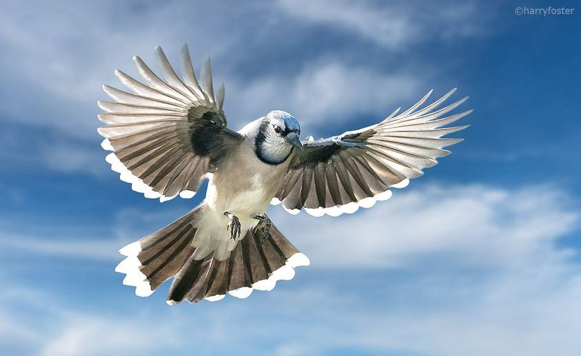 Harry Foster tweet media