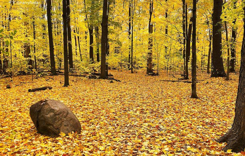 Harry Foster tweet media