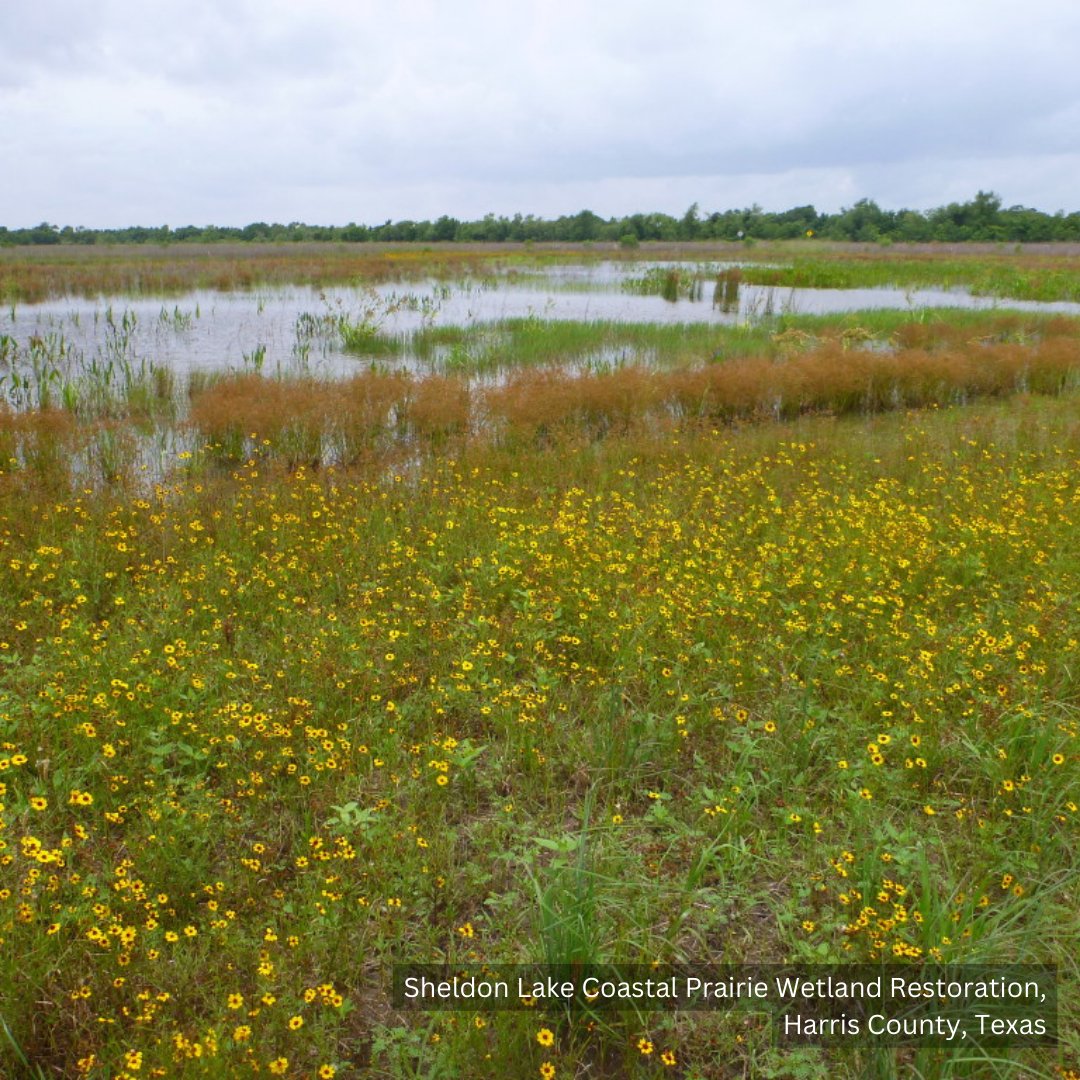 Texas_ASLA's tweet photo. Ecological restoration is an essential practice for preserving biodiversity and restoring degraded ecosystems. By implementing land stewardship techniques, we can enhance natural habitats, protect endangered species, and mitigate the impacts of climate change. https://t.co/Jd4l7bPcyS