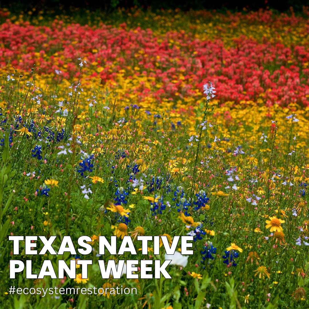 Texas_ASLA's tweet photo. Ecological restoration is an essential practice for preserving biodiversity and restoring degraded ecosystems. By implementing land stewardship techniques, we can enhance natural habitats, protect endangered species, and mitigate the impacts of climate change. https://t.co/Jd4l7bPcyS