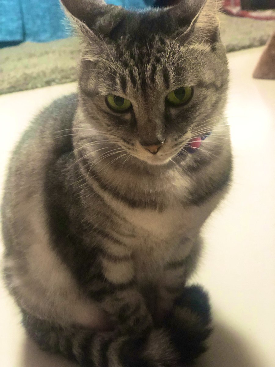 Akeakemichi's tweet photo. GOOD MORNING MY CATSLOVER 
                 
                    🐈🐈‍⬛🐱

HAVE A BEAUTIFUL DAY ☀️

#おはようございます #猫好きさんとつながりたい #猫がいる幸せ #cats #CatsAreFamily #catsfunny https://t.co/c6Yn22cEXM