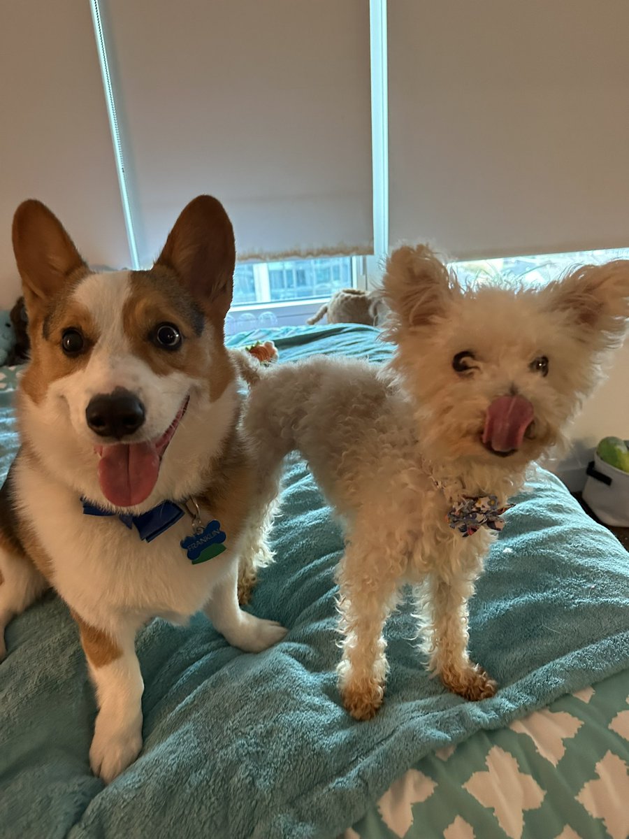 Update: nearly 48 hours in and Miracle’s started wagging her tail, giving kisses, and smiling! She’s enjoyed a couple of walks around the city from the comfort of her pouch, where she nestles right in to watch the world go by. Franklin is an excellent protector and friend ❤️