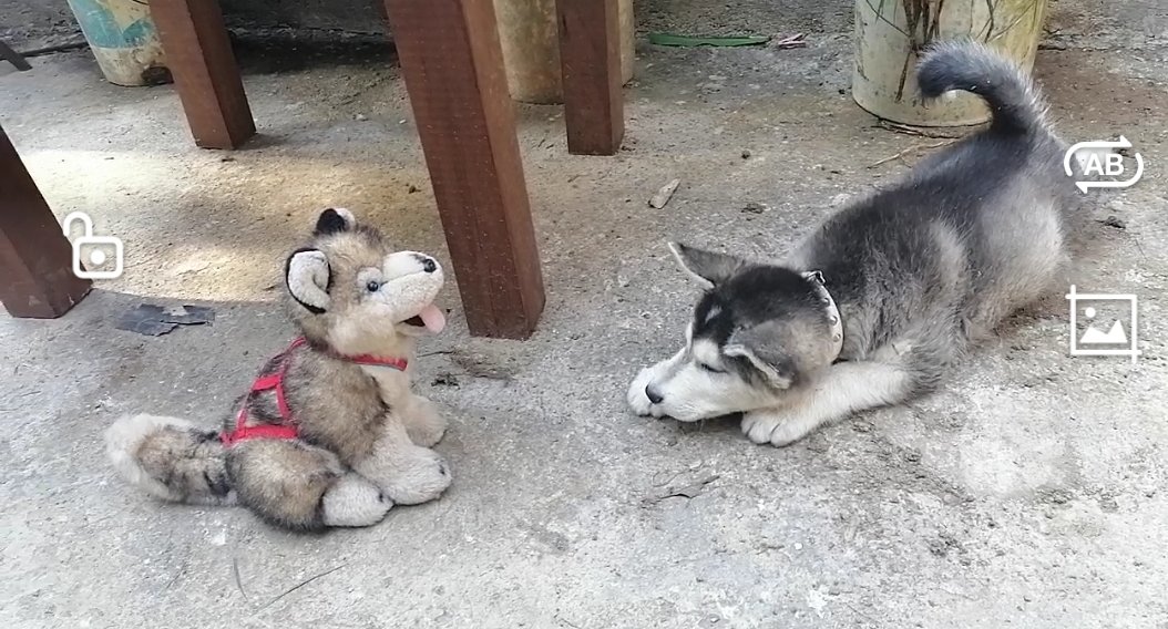 #AmigoQueNoMiente
Pará mi es el que más consiente y leal es mi fiel mascotita