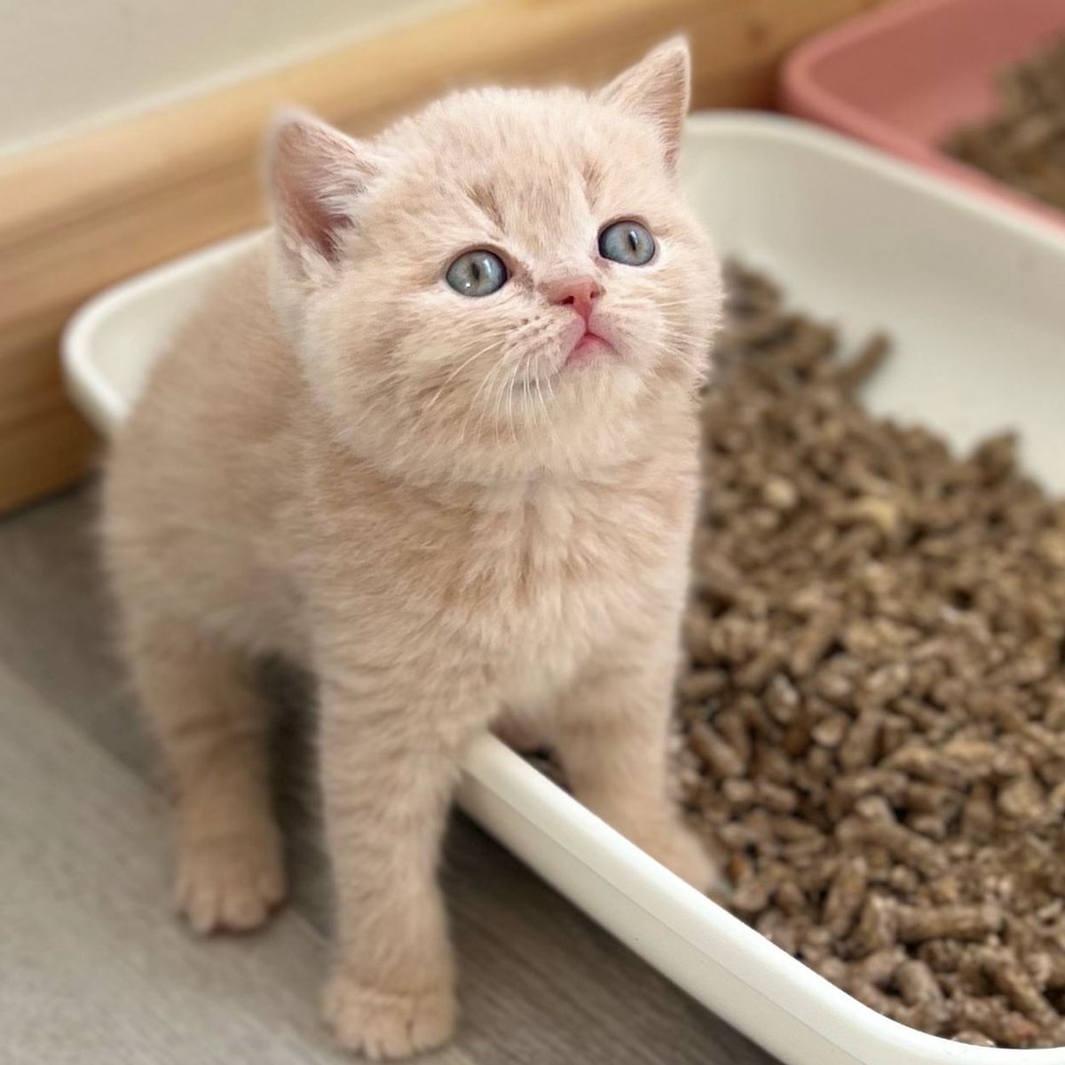 British shorthair kittens adorable and cute 🥰🥺😘❤️💞
All she wants is a name ? #Cat
#CatsOnTwitter #KittensOfTwitter #kitten #pets #catgirl #puss
