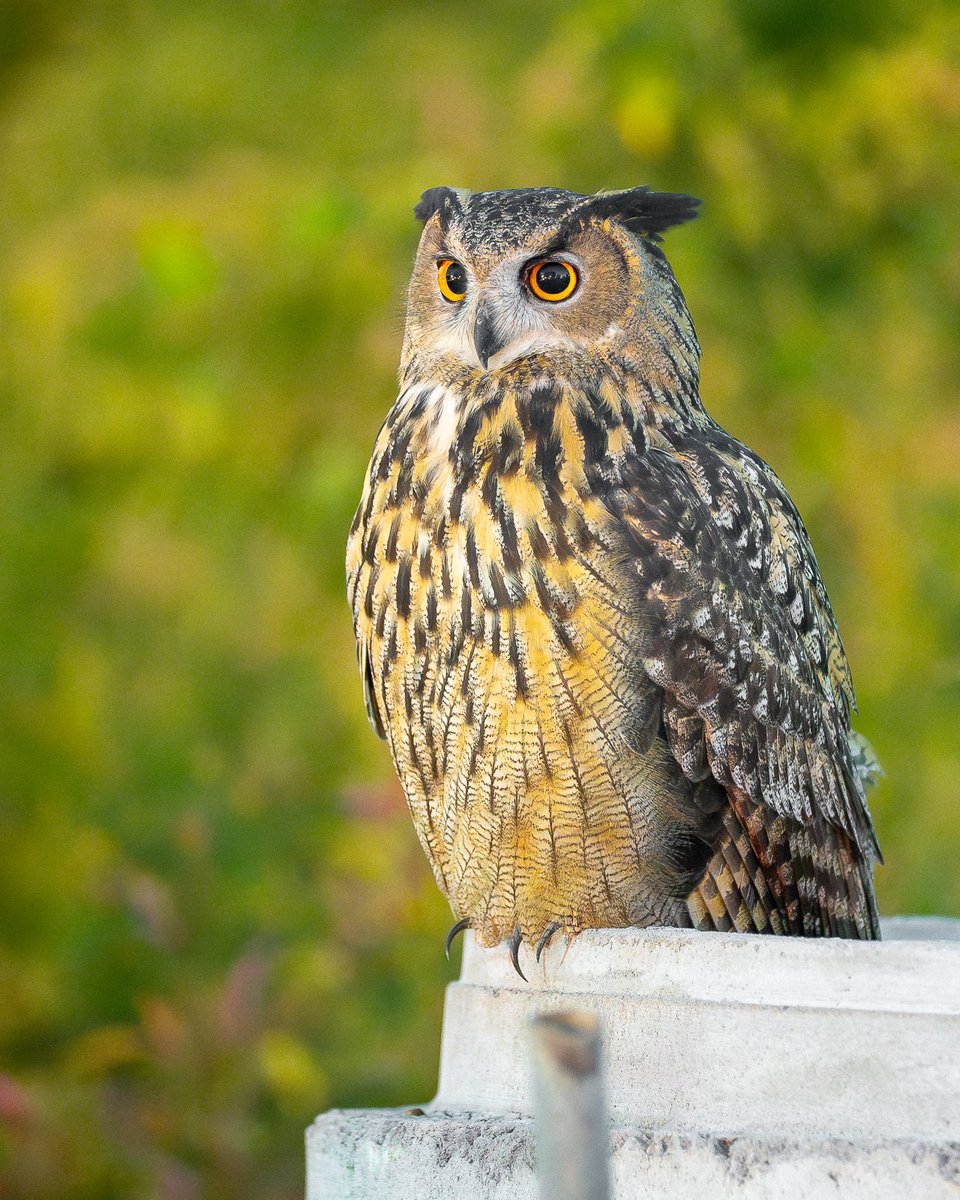 Flaco, the Central Park Eurasian eagle-owl, taking in the cityscape while perched on a concrete pipe. You can see some dots of lights of the north Manhattan skyline reflected in his eyes! #birds #birding #nature #birdcpp