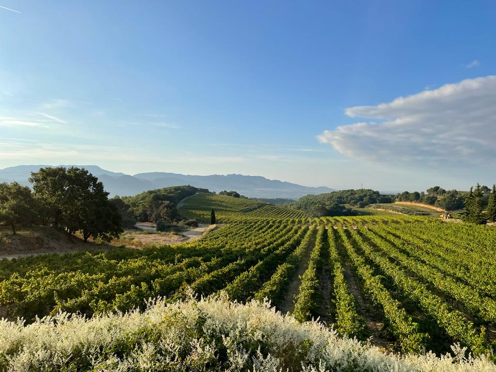 Join our Rhône tasting on Thursday 9th November, and be transported to this amazing landscape! We'll be welcoming 11 of our fantastic Rhône producers to pour their wines, and wines from even more producers will be available to taste. 🎟️bit.ly/Rhonetasting 🎟️