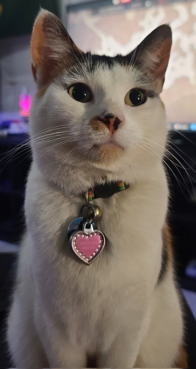 helm969's tweet image. My kitty decided to pose for a pic.  Such a sweet girl!