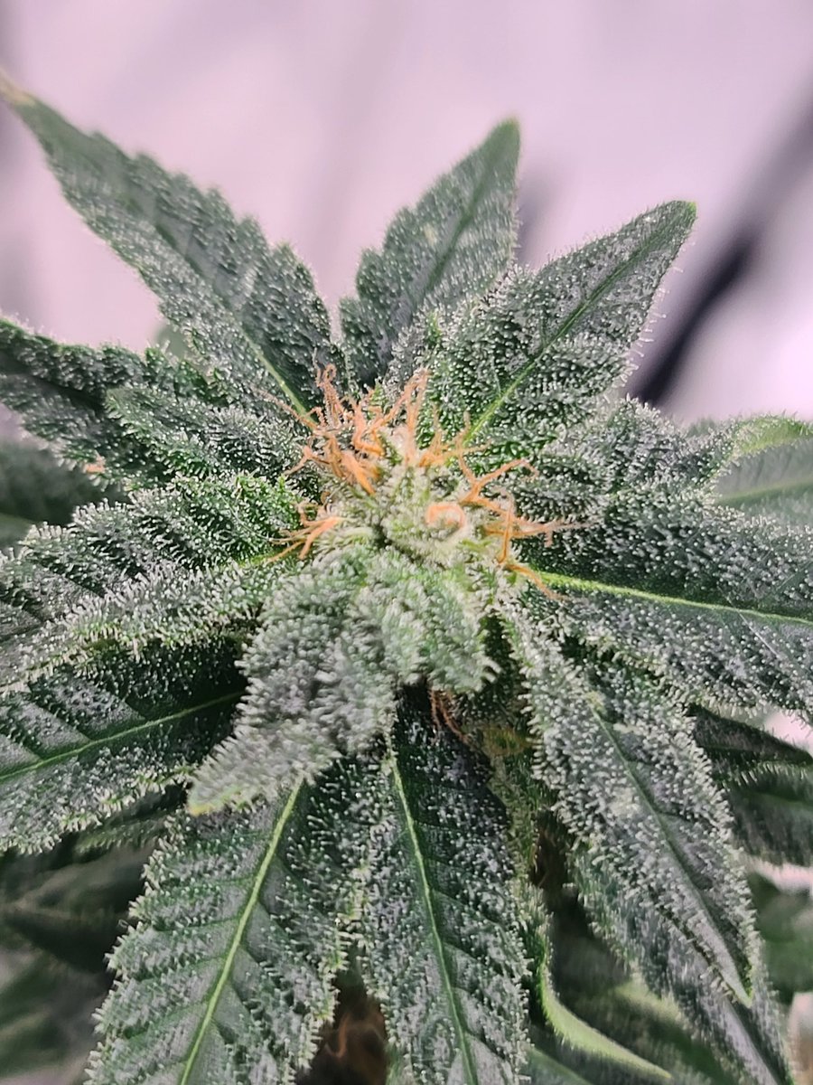 helm969's tweet image. It's starting to get frosty!