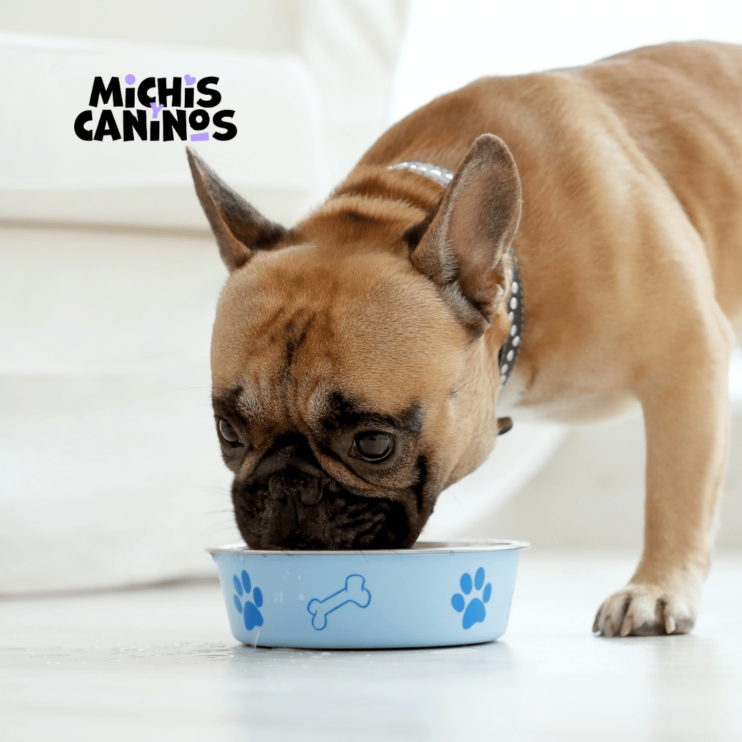 Michisycaninos's tweet photo. Los perros, como los humanos, necesitan una dieta equilibrada. Los hidratos de carbono no sólo aportan energía, sino que son los héroes anónimos que liberan proteínas para mantener la masa muscular.
#MichisyCaninos | #PetSnack https://t.co/EJ1dETJQ5F