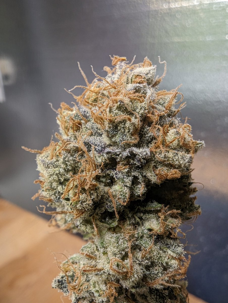 Some trimmed up Polyjuice Potion (ImPEACHment x Platform 9¾).
Loving these loud sour & skunky peach terps
Dropping Oct 27th
#CannaLand #CannabisCommunity #Mmemberville #newstrain #budporn #DAVDgenetics #letsgetweird