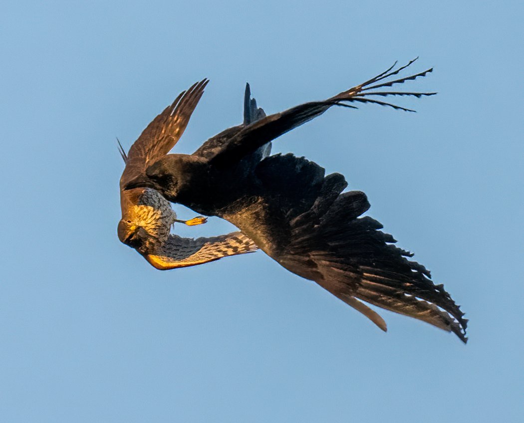 This Crow was chasing around a small raptor, a Sharp-shinned Hawk, which led to some Dragonball Z style battles in the air that involved a lot of kicking.  These birds were pretty high up, 100+ feet, so the photos are a little fuzzy but it was still an interesting sight to see.
