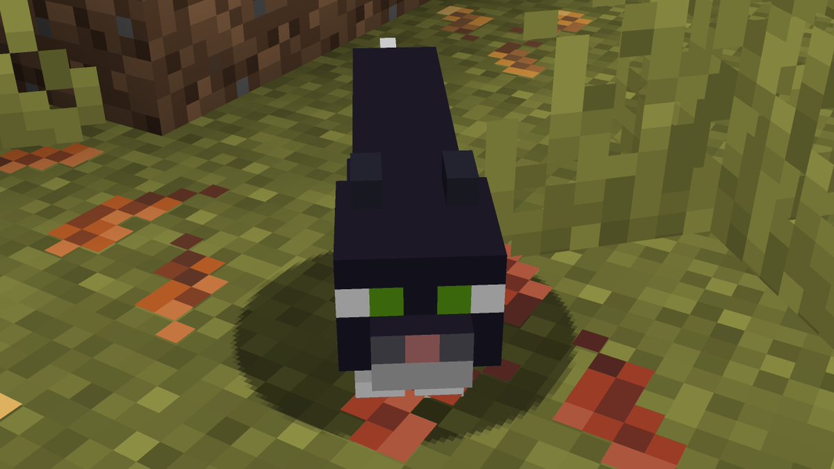 RakoonzLIVE's tweet photo. This is Todd
We love Todd
Todd is good, Todd keeps the creepers away
#minecraft #cat #minecraftcat https://t.co/16EI6Isrva