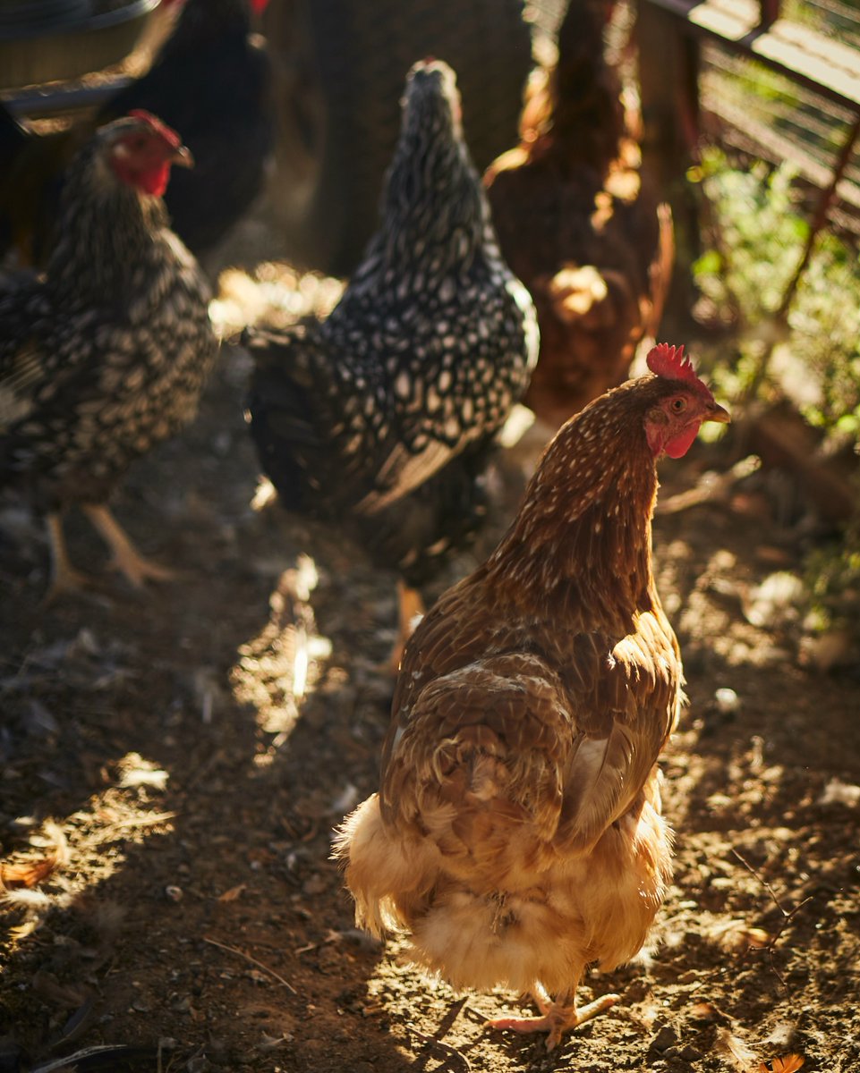 Domaine Anderson Winery tweet media