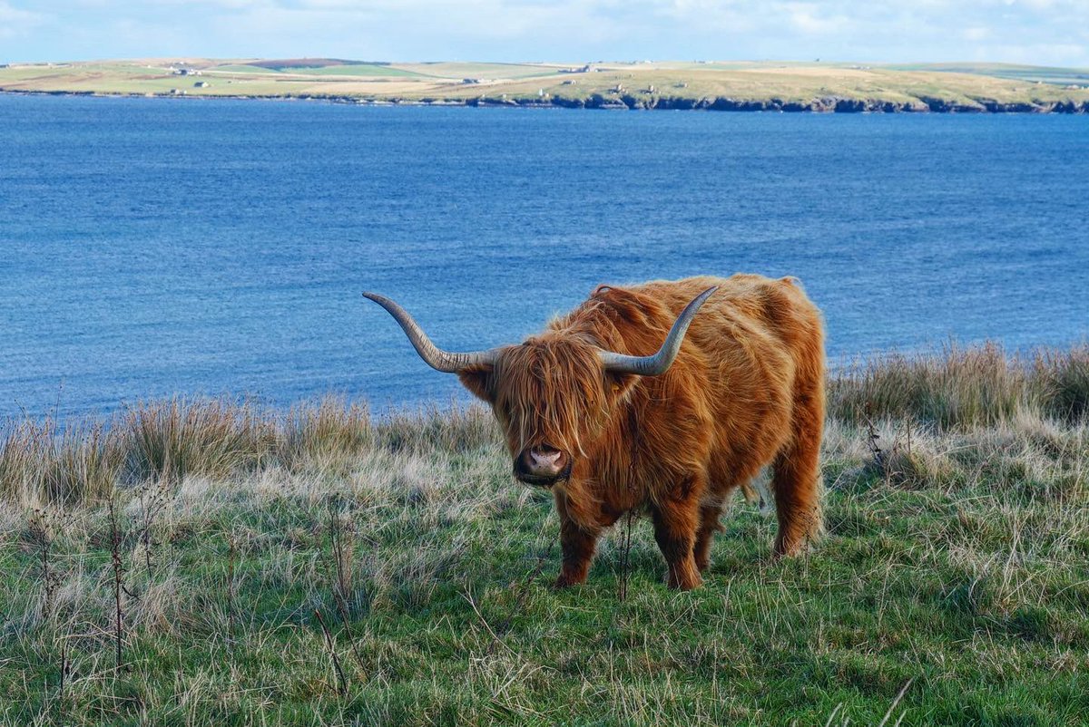Ross_in_Orkney's tweet image. 📸 Photos from last Sunday’s walk around the coast of the #Orkney island of #Flotta. ❤️