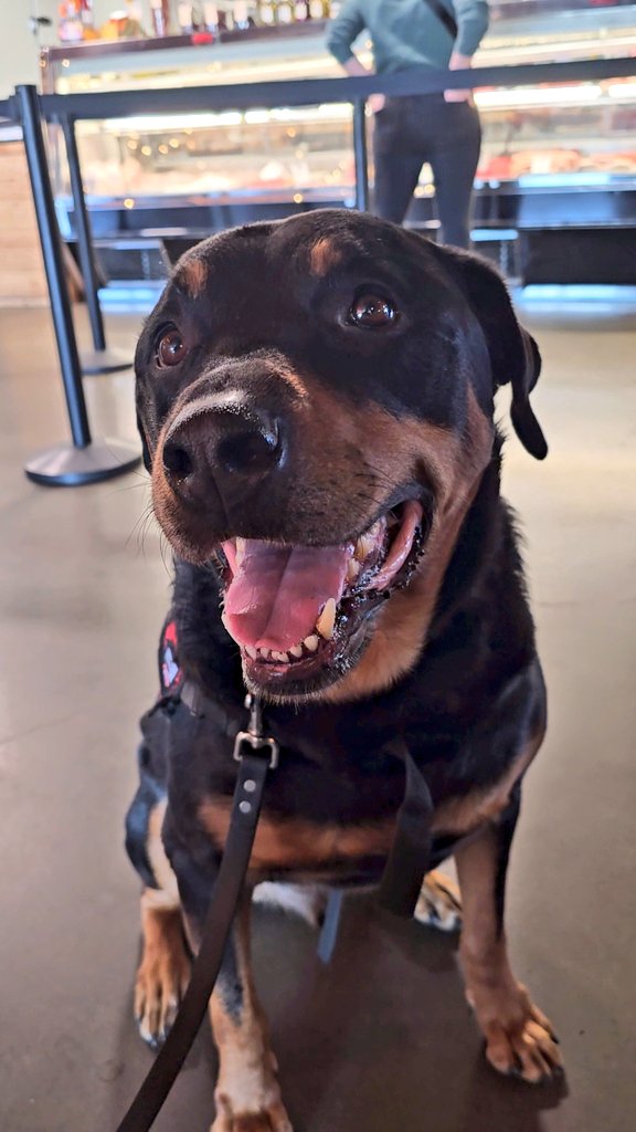 servicerotties's tweet image. I heard a strangers voice. 
"Is he friendly?" they asked as they reached out to touch me.
"Yes, but he's working.  No touching, please."
We reposition, so the wheelchair is between the stranger and I.
The stranger moves around the wheelchair and looks right in my eyes as they…