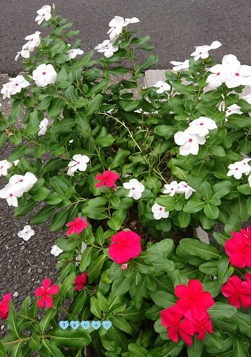 おはよーございます☀

昨日は暑すぎでしたが今日は

過ごしやすい気温です😊

なかなか気温が安定しませんが

体調に気をつけて

素敵な週末をお過ごし下さい(୨୧ ❛ᴗ❛)✧

今日もよろしくお願いします(❁ᴗ͈ˬᴗ͈)