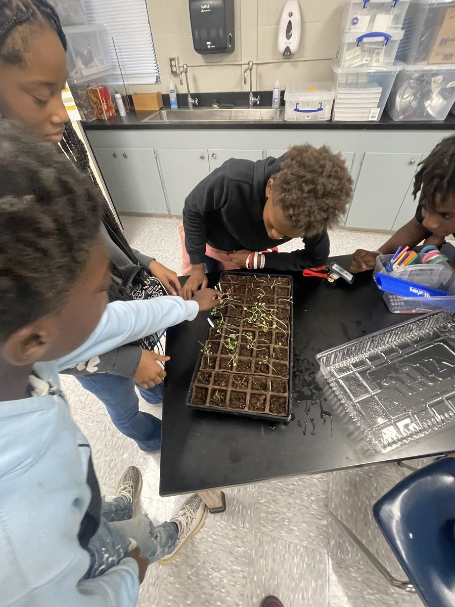MagnetatDrew's tweet photo. Our Global Scholars @Drew_AISD love seeing the progress of their work! They’re learning about the math and science that goes into gardening. Soon we’ll have these herbs and vegetables in the ground! #progress #excellencetodaysuccesstomorrow https://t.co/d8Q4cTHYBV