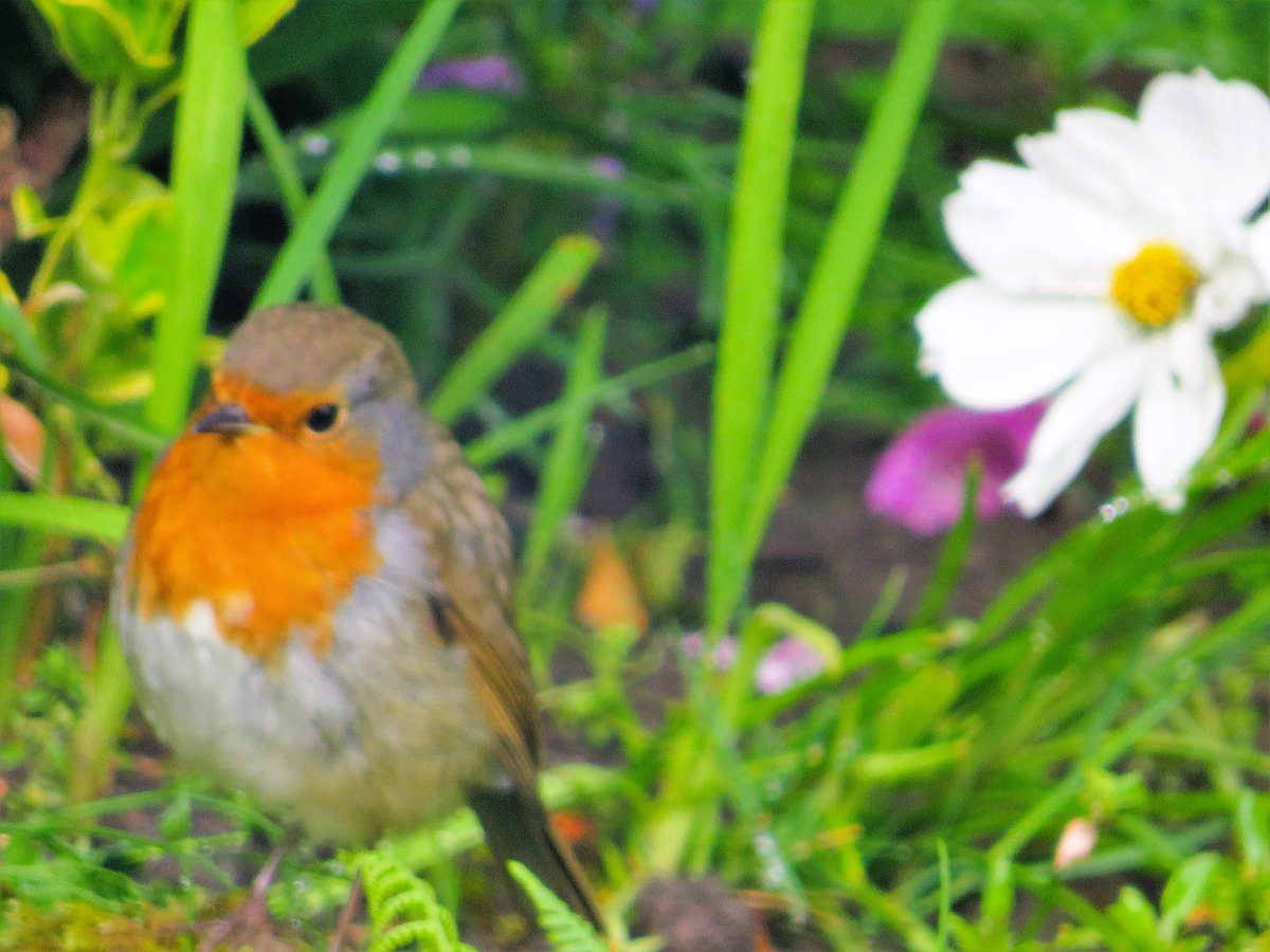 #Nature #Naturelovers #BackyardBirds #IndiAves 
#TwitterNatureCommunity
Everyone knows the Robin, voted as the national bird of England, or even the UK. Cant quite recall.