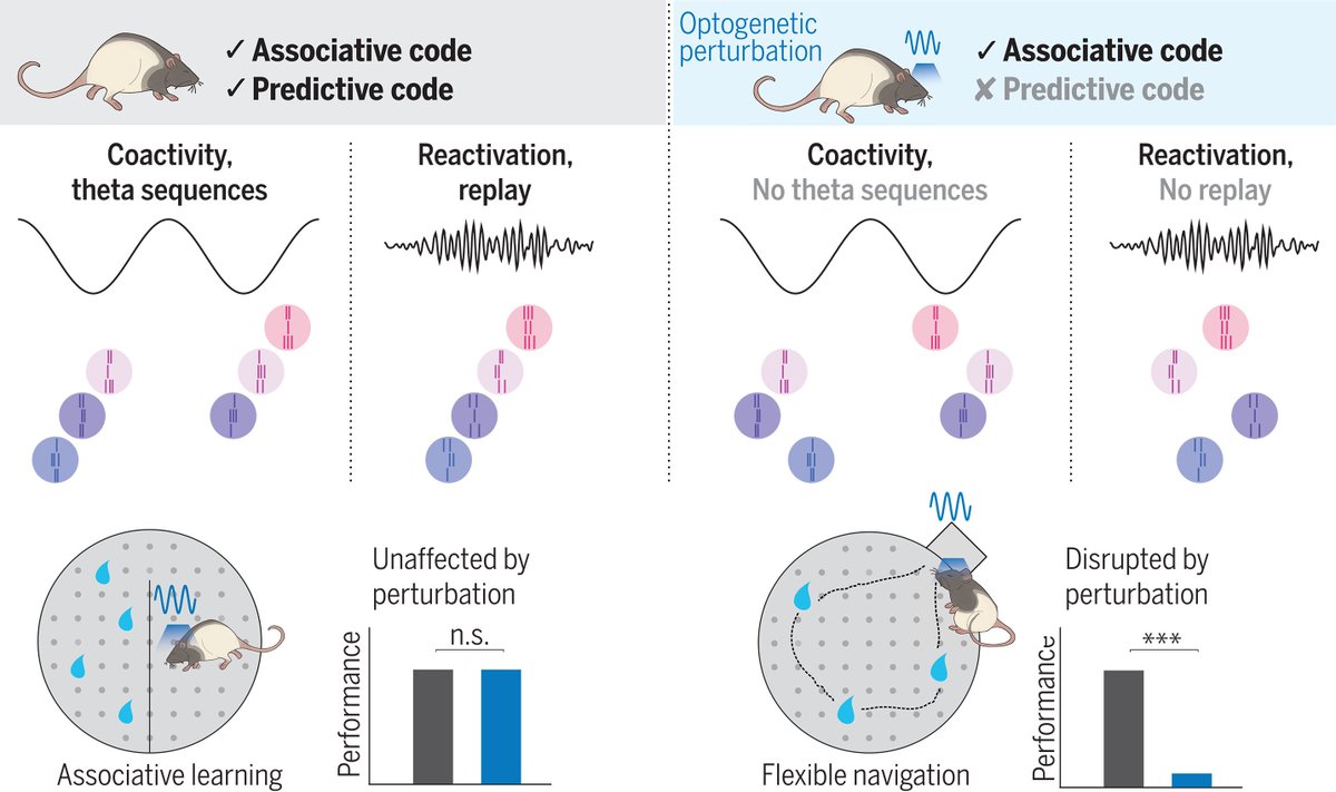New paper from the lab! We described how hippocampal assembly co-activity and temporally-compressed sequences are complementary codes that support associative and predictive aspects of memory:science.org/doi/10.1126/sc… With amzng @canliu18, @raly_todorova, Wenbo Tang and @azayhara