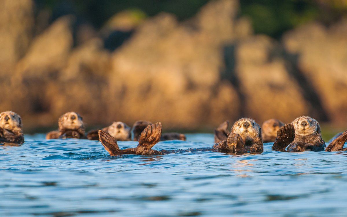 Otter(s) an Hour tweet media