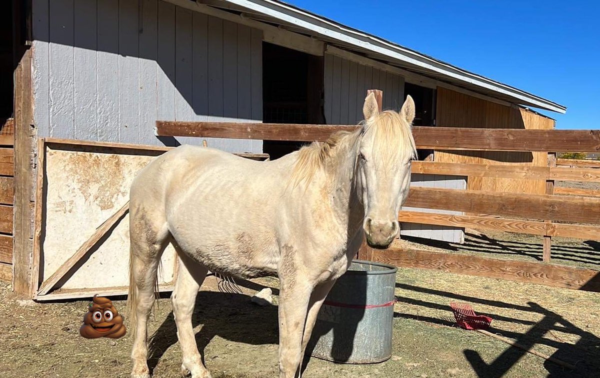 Maxipher1's tweet photo. Let’s welcome Simon conducted his 30 day Quarantine  earlier this month and on his way gaining weight 

Finally got him eating grain 
Starting his ground work as well https://t.co/6sFeaAkkHy