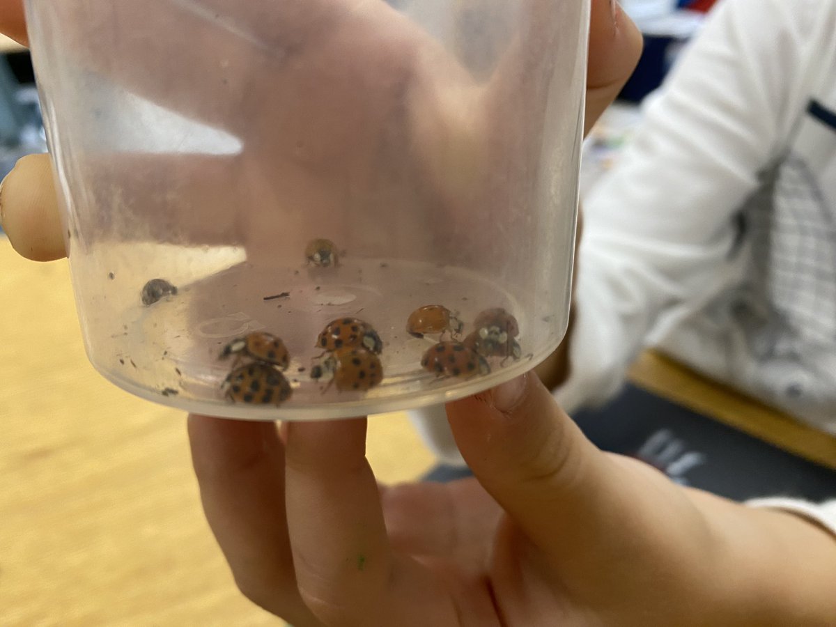 johnsonfamadv's tweet photo. Day 5 of the #kinderbioblitz Sharing our learning. Before the rain hit, we collected ladybugs to observe inside, drew them &amp; added them to our classroom campsite. We also plan to make an announcement inviting people to bring their ladybug questions to us, the experts 😁🐞❤️ https://t.co/98k95MNJd8