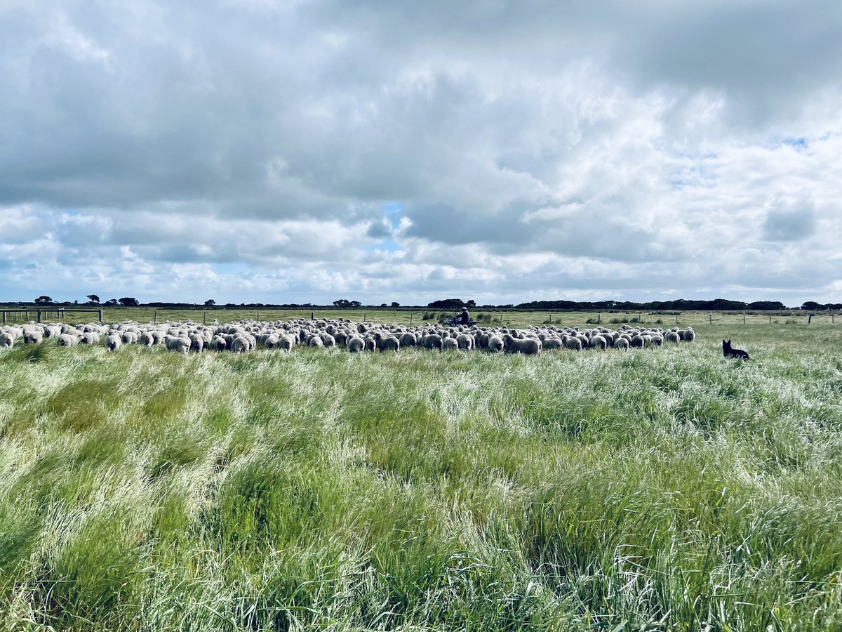 NicolleFlint's tweet photo. #lambs #lotsofgrass #verywindy https://t.co/pI99jMUz7W