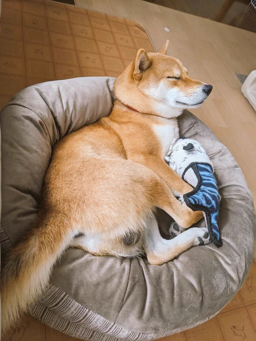 首が痛そうな犬です。 