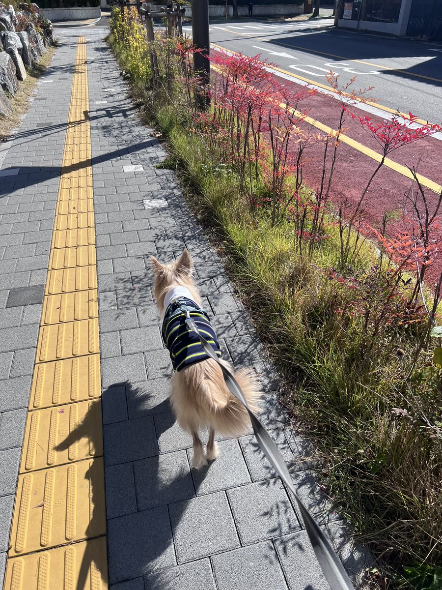 heavybreathwarn's tweet photo. 가을이네~ 🍁 https://t.co/Mg0lLQY1yW