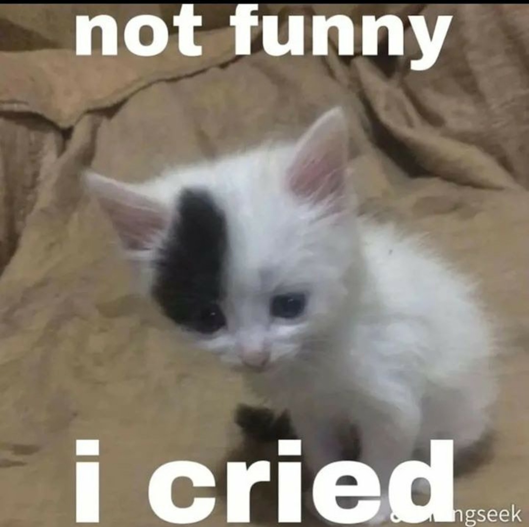 WeAssessCats's tweet photo. https://t.co/xzmp10qxey