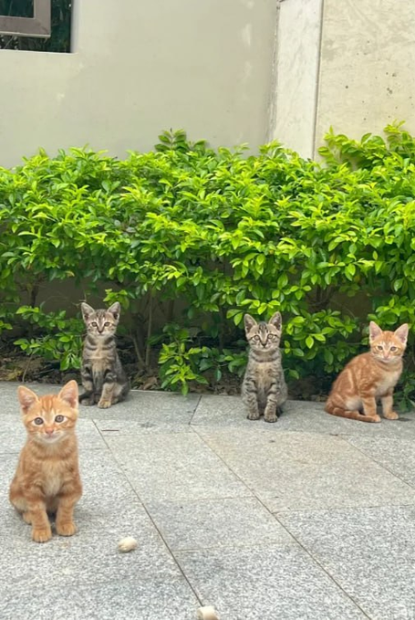 Fay_Mexo's tweet photo. 今日は野良猫が何匹かいて、とても可愛かったです。 https://t.co/f8M6tK686K
