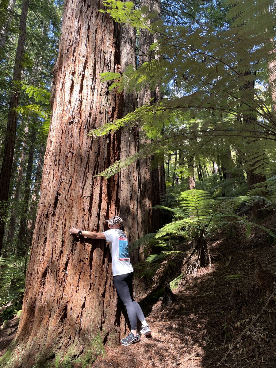My #hotwife ⁦<a href="/Marika_M/">Marika Mazzucchelli</a>⁩  loves to hug a tree whenever, wherever we are. Red Sequoia, Rotorua NZ 😎