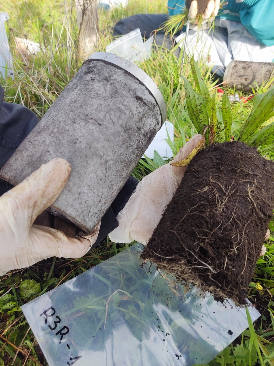 The last harvesting season for our big experiment started. Exciting to see how big the root system growth