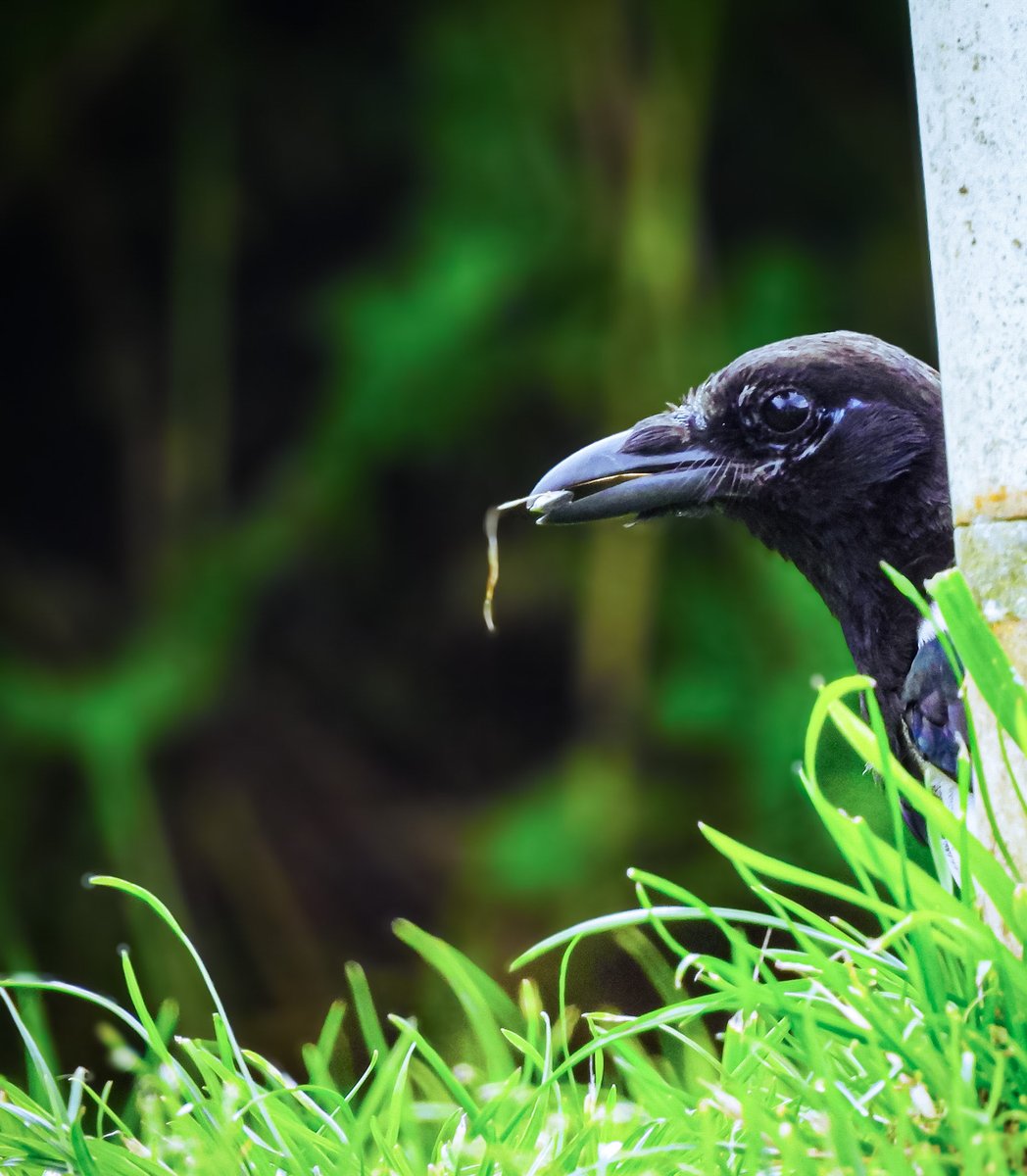 Crow picking among the feeder #nikonphotography #birdphotos