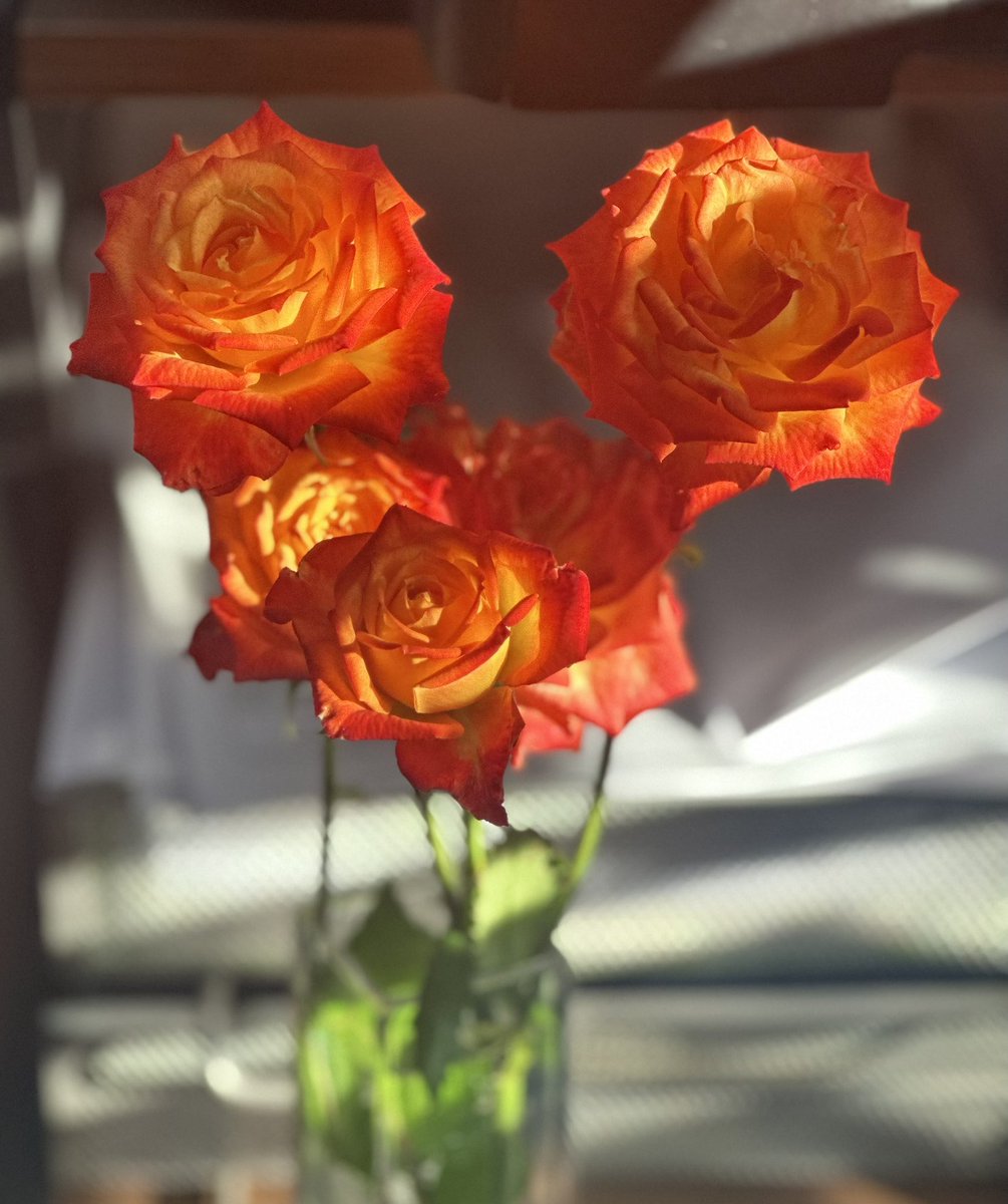 Wow I did not open very much social media when I was out of town last weekend. Here’s the roses I picked for my birthday day today! #birthdayflowers