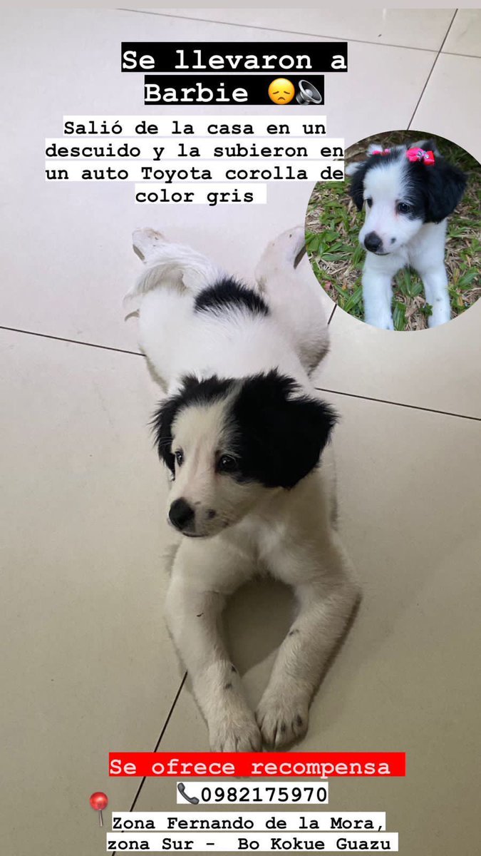 elnacionalpy's tweet photo. NI LAS MASCOTAS SE SALVAN | 🇵🇾

🔹La mascota de una familia fue raptada en la calle por una mujer que bajó de un auto, aprovechando que "Barbie" salió de la casa por un descuido.

🔹Se ve cómo el animalito intentó escapar pero le agarraron

Datos en el flyer. Favor compartir 

Vía @danielrolonm