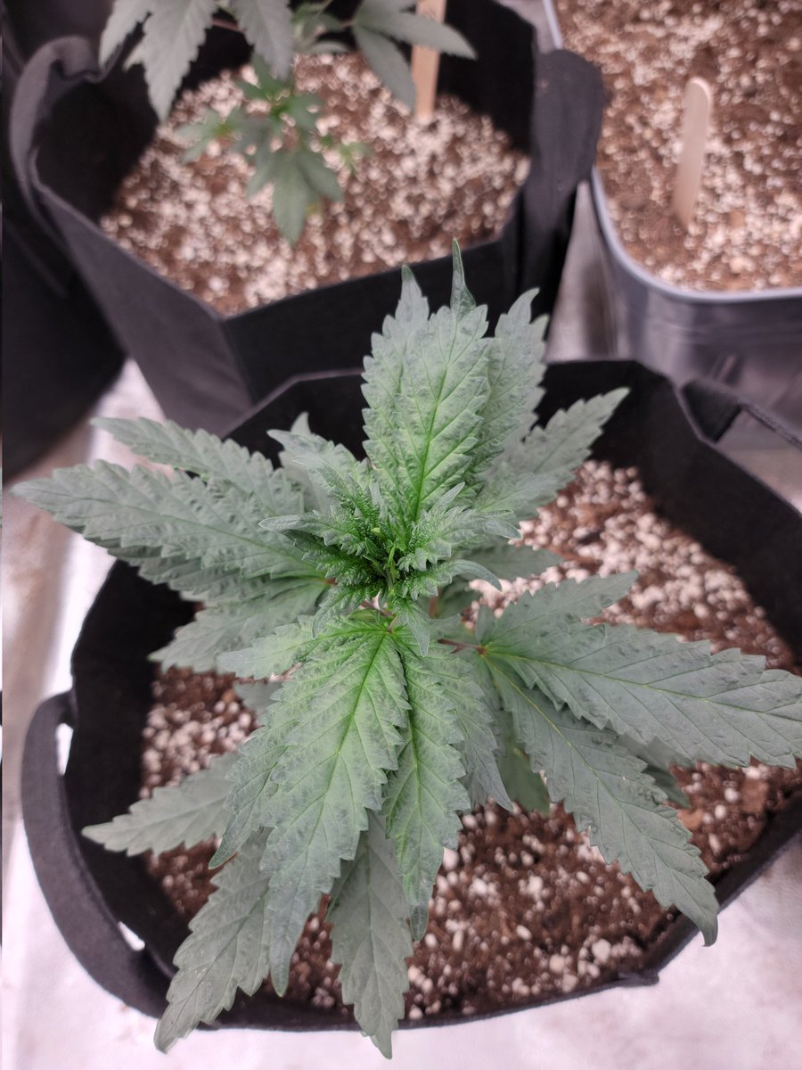 Same strain. One is slightly whorled/fasciated. The stem rub on these @WoWCrypto plants is VERY promising.