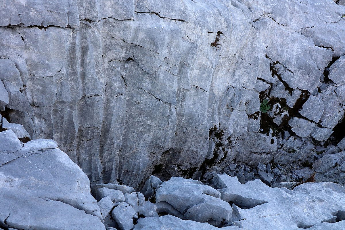TsunamiSand's tweet photo. Unique #karst #landscape at the #Gottesackerplateau. #Karstification (dissolution related to precipitation) created bizarre #exokarst features in the #Schrattenkalk limestone: #karren fields #Rillenkarren #Rinnenkarren #Firstkarren #Rundkarren #sinkholes #furrows #grooves #clefts https://t.co/0vpe7eUrZU