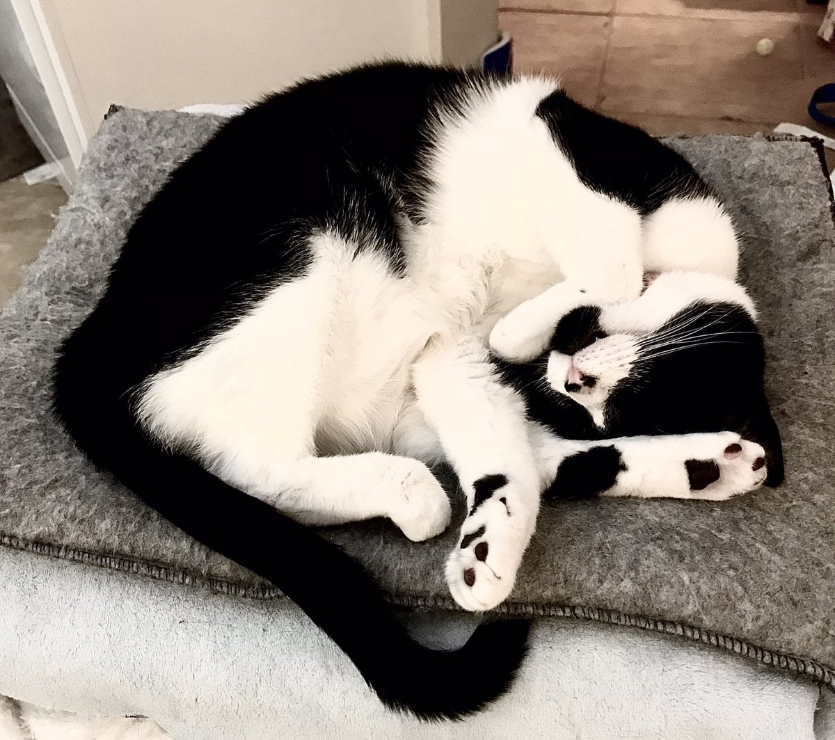 SophieMolly20's tweet photo. @PrettySweetKits Awww thank you, what a handsome boi! Paw 🐾 leg &amp; fluff So Sophie &amp; Molly show paw 🐾, leg in first picture and leg &amp; fluff in second picture of each. Sophie first then Molly. So Sophie is picture 1 &amp; 3 &amp; Molly is picture 2 &amp; 4.
#TuxieGang #CatsOfTwitter #CatsOnTwitter #fluffs https://t.co/mNqI2yx6qn
