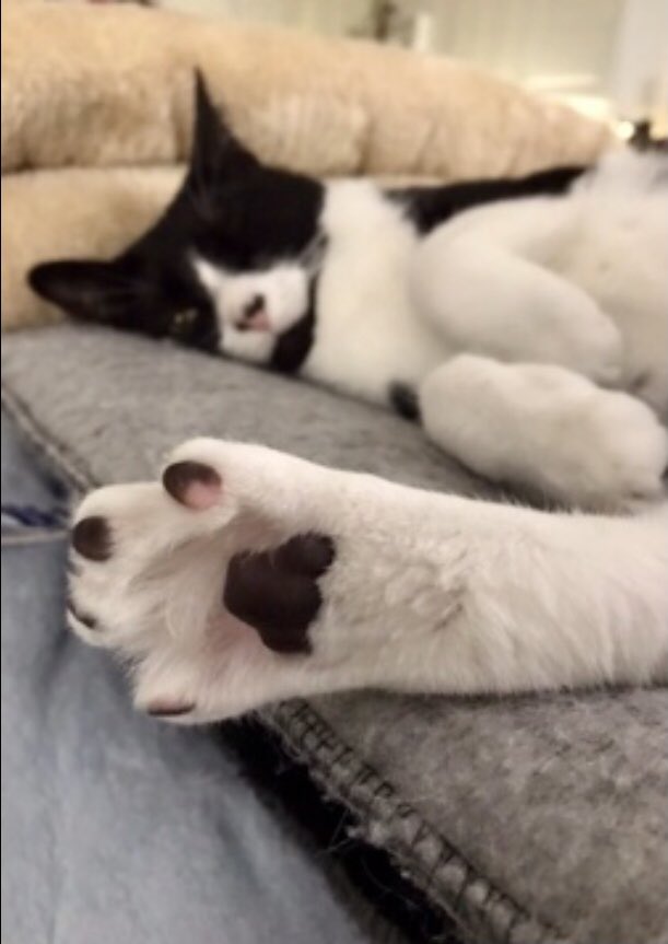 SophieMolly20's tweet photo. @PrettySweetKits Awww thank you, what a handsome boi! Paw 🐾 leg &amp; fluff So Sophie &amp; Molly show paw 🐾, leg in first picture and leg &amp; fluff in second picture of each. Sophie first then Molly. So Sophie is picture 1 &amp; 3 &amp; Molly is picture 2 &amp; 4.
#TuxieGang #CatsOfTwitter #CatsOnTwitter #fluffs https://t.co/mNqI2yx6qn