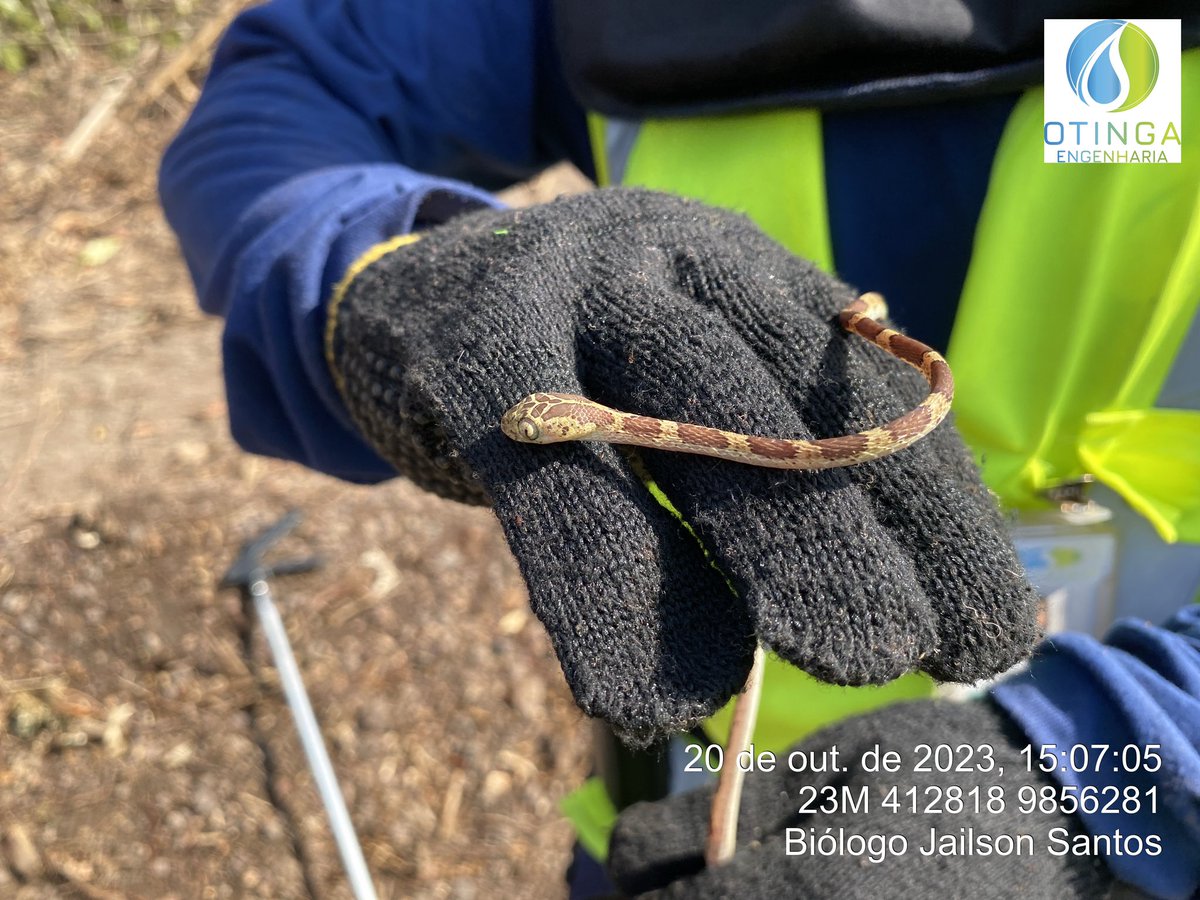 jailsonaguiar1's tweet photo. Uma querida 😭 primeira vez que capturo uma serpente 😶 #lindaaaa https://t.co/2AFv1AqAL4