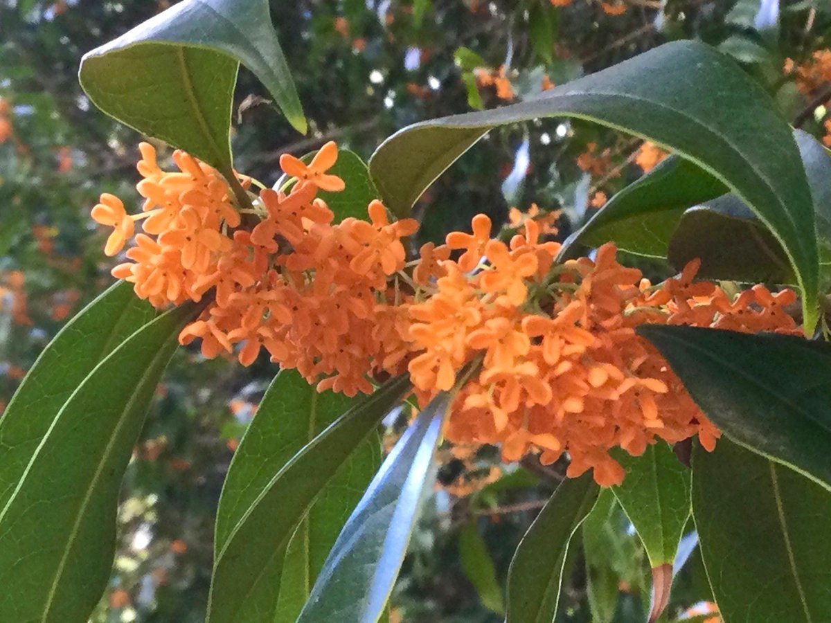 沖山地区のキンモクセイが見ごろです😊
キンモクセイの下で、今朝も良い香りでした🍊🌿🌿
今日も気持ちの良い一日になりますように✨
#赤塚公園 #キンモクセイ #沖山地区