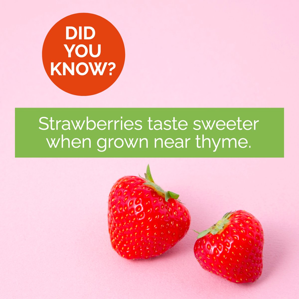 Did you know?

Thyme planted between your strawberry rows can help smother weeds and provide ground cover for your soil to help keep it moist. 🍓🌱

#didyouknow #gardening #lifeandthyme #organicgardening #sweeter #strawberries🍓 #gardeninglove