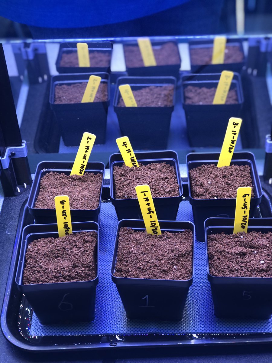 What a juxtaposition of activities today! Starting our <a href="/GrowBeyondEarth/">Growing Beyond EarthⓇ</a> initiative with plantings, and making 3-D cells out of candy. Busy and fun day in 6th grade Science today!