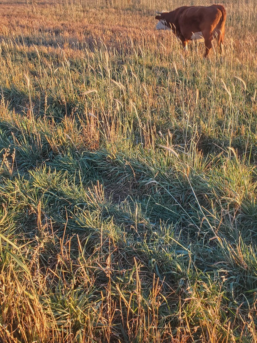 herefordcows's tweet photo. Well, the swath grazing was a bust for the 2nd yr in a row due to drought but this should keep them happy for a few weeks yet. I'm hoping to graze for 1 more month but time will tell. #notbadfortheyear #nextyear #pallisertrianglefun #fallryefanclub #fallgrazing #hereford https://t.co/OFv6kGMTyI