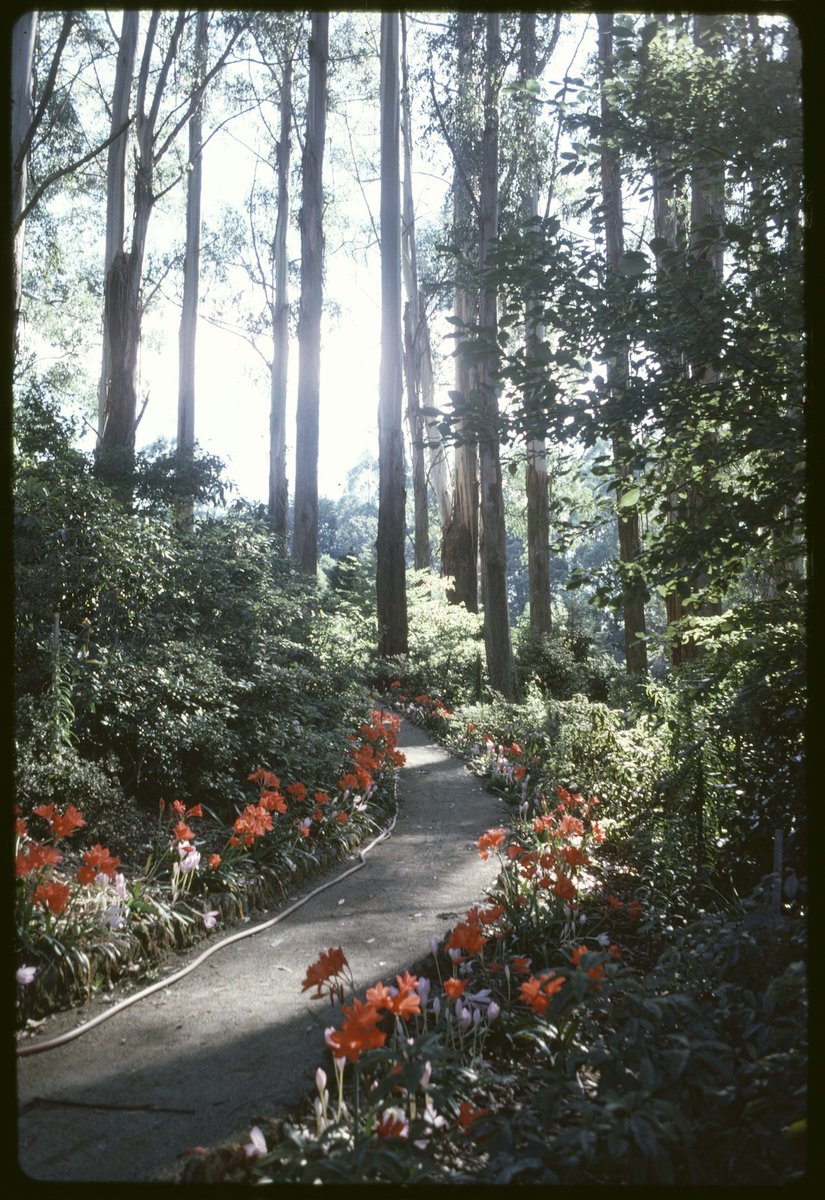 💐 Entering our Lucy Maud Montgomery era!

To mark the middle of spring, the <a href="/Library_Vic/">State Library Vic</a> team have pulled out some fave spring reads:

🌷 Anne of Green Gables
🌷 The Yield
🌷 Middlemarch
🌷 Picnic at Hanging Rock 
🌷 The Secret Garden

What are yours?

📷 handle.slv.vic.gov.au/10381/4240513